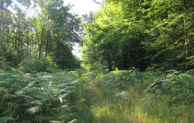 la Route de Picardie