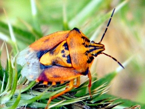 "Carpocoris pudicus". Punaise des céréales. En France cette espèce se retrouve dans la moitié sud du pays où elle est commune, elle vit dans les milieux ensoleillés, chauds et secs. Polyphage.