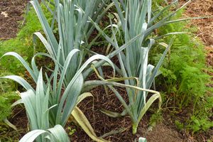 "CONSERVER " les Carottes ,les Panais.... pour l'Hiver