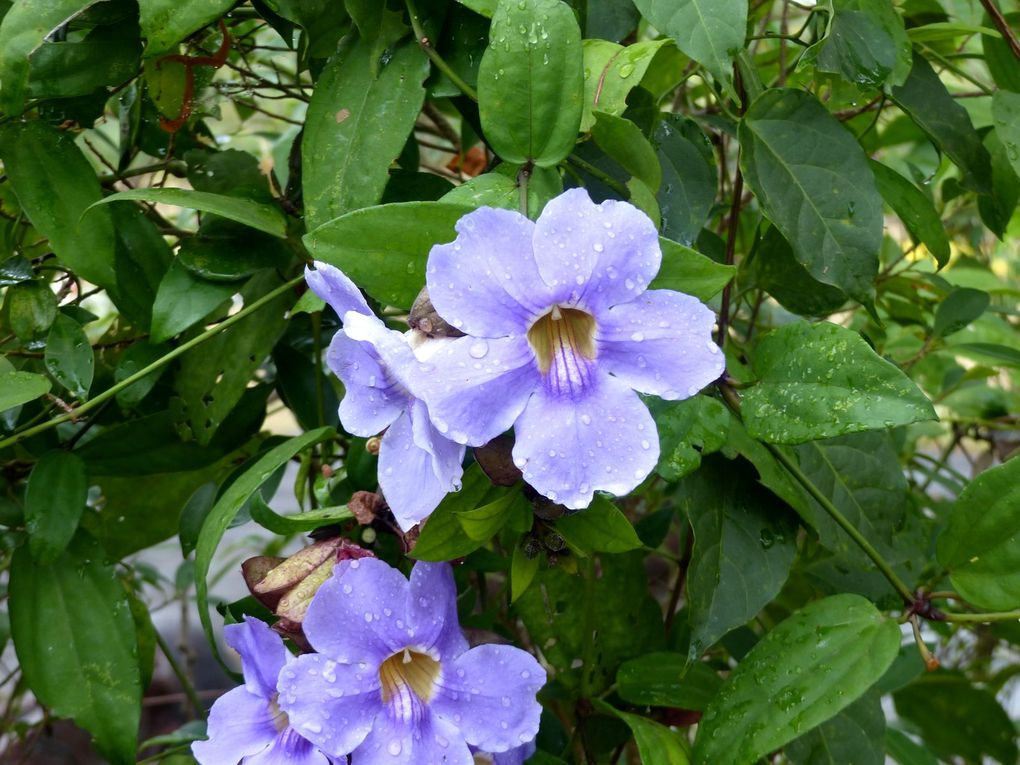  Phu Foi Lom (province de Udon Thani) - Fleurs du jour (21-01)