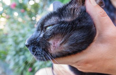 La gale du corps chez le chat