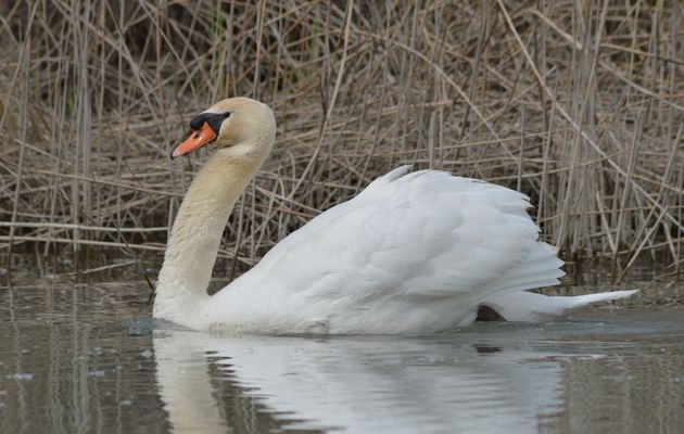 Cygne Tuberculé