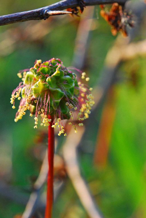 plantes sauvages et paysages paysans