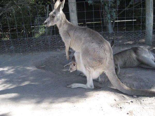 Album - phillip-island