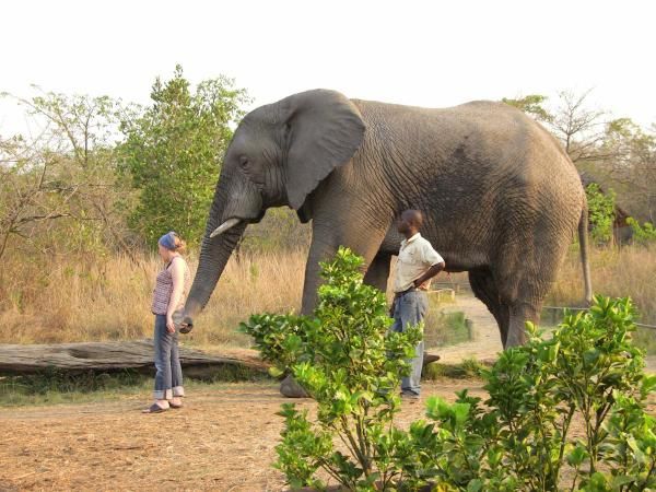 Album - Sanctuaire des éléphants (Afrique du Sud)