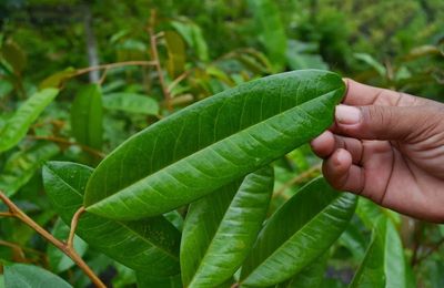 Prévenir et traiter le cancer et autres maladies avec le corossol