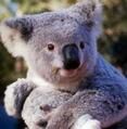 Mélusine à la poursuite des koalas