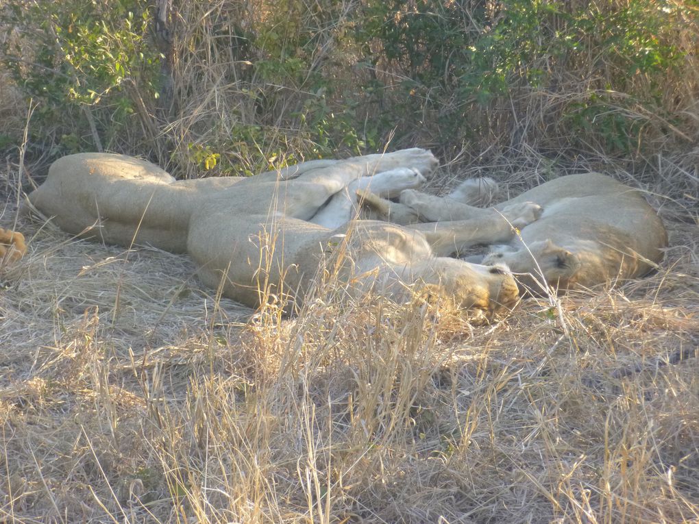 Safari en afrique : chez les animaux