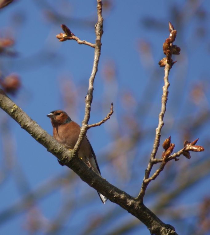 oiseaux de nos campagnes