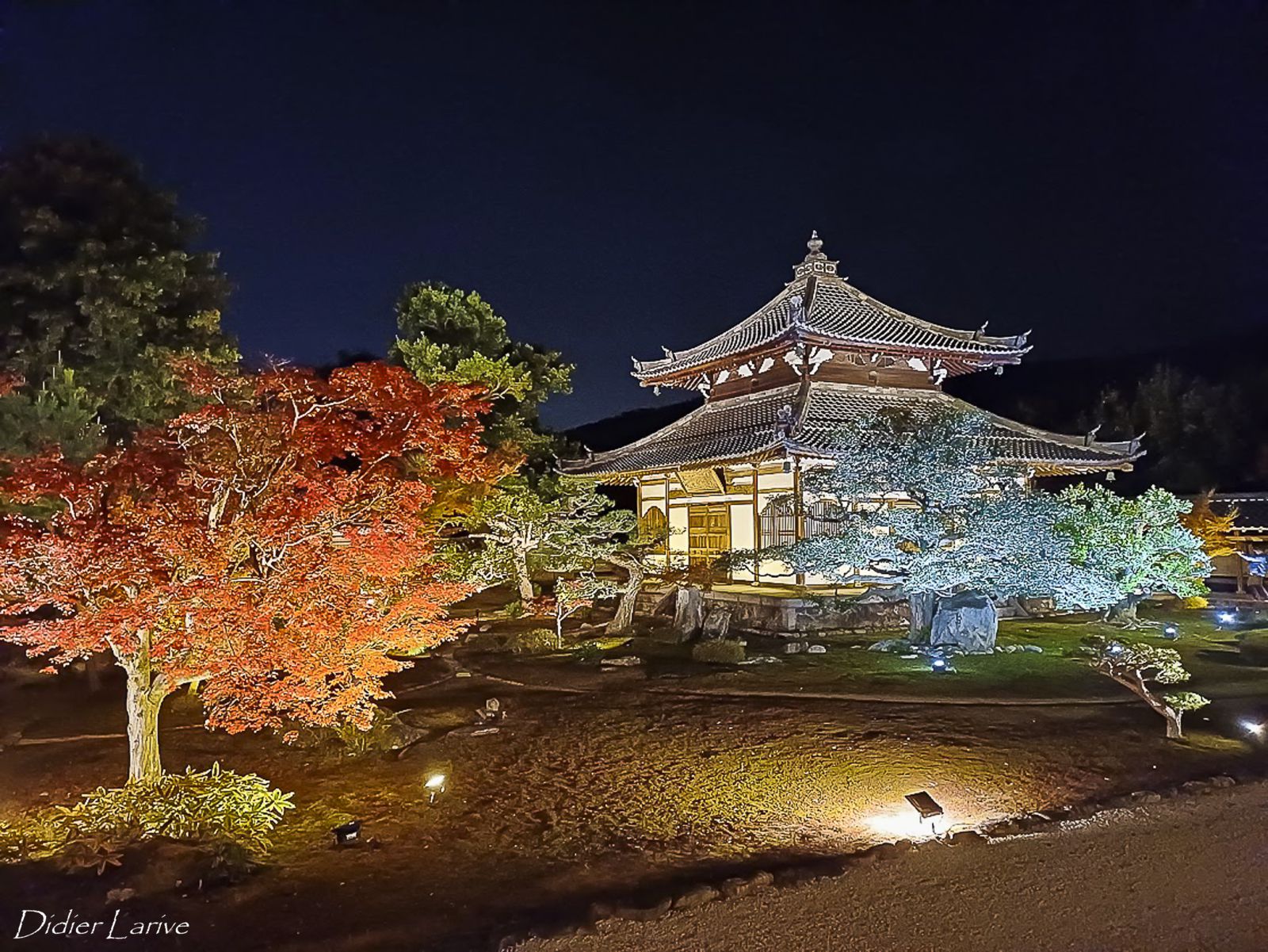 鹿王院 - ROKUO IN TEMPLE - KYOTO- LIGHT UP -MOMIJI -