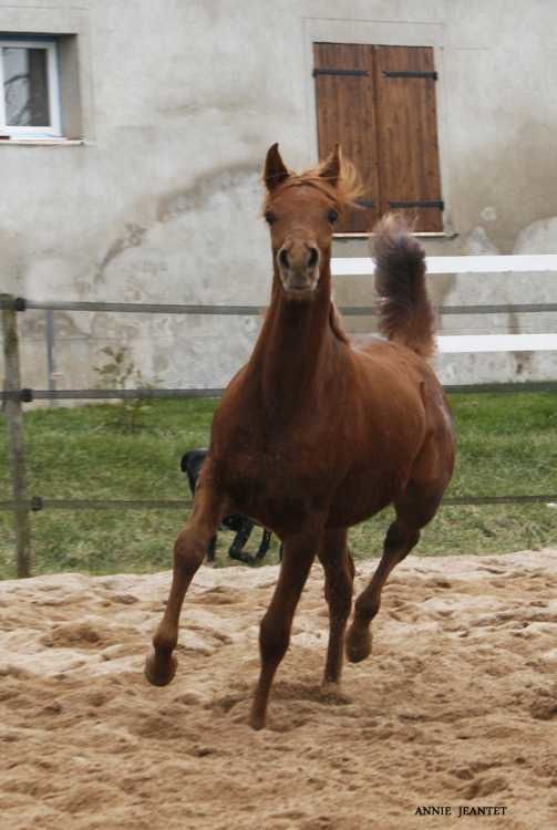 Fille de Qr MARC (MARWAN AL SHAQAB) et GAZELIA DU GREOU par MOZART.
extraordinaire pouliche très typée, le dish de son père, un modèle excellent, les gros yeux de sa mère pure espagnole, très bons membres et très bon dos.
à retrouver sur le