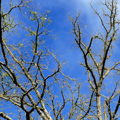 Janvier : branches nues 