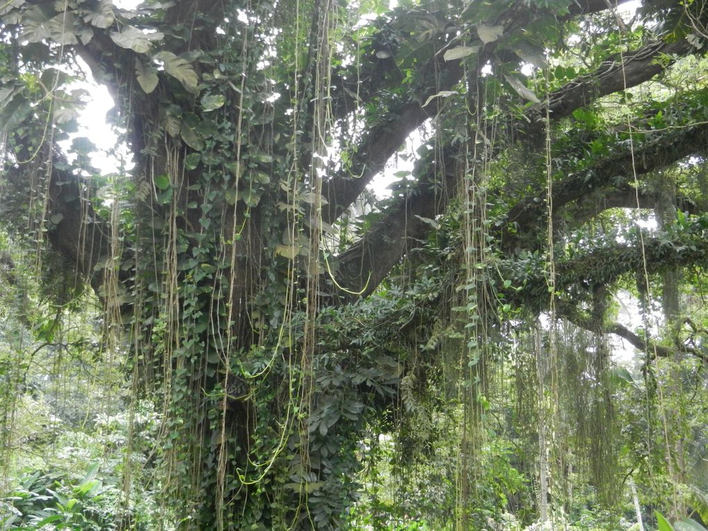 Limbé et ses plages, son parc botanique, son centre de la faune, son activité. Buea base pour le Mont Cameroun et le pont M'Fundi base pour le Nigeria