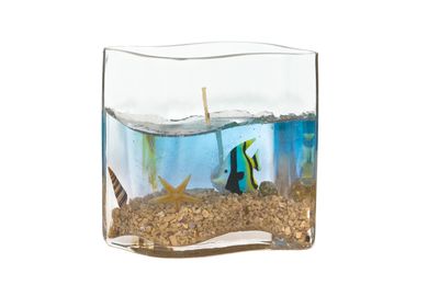 Où acheter ses accessoires d'aquarium au meilleur prix ?