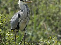 Egretta garzetta / Nycticorax nycticorax  / Ardea cinerea / Bubulcus ibis /Ardea purpurea