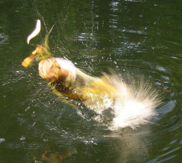 Quelques secondes volées aux poissons...