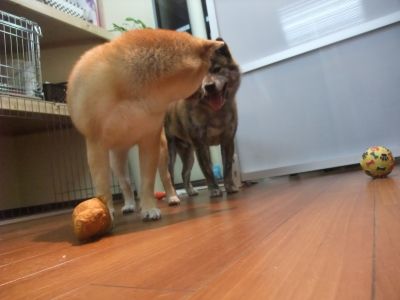 shiba inu bringé, brindle shiba inu, article complet sur http://shiba.fr