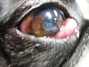 Cherry eye ou hypertrophie et prolapsus de la glande de la membrane nictitante