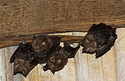 Chauve souris dans maison