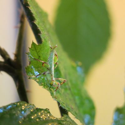 Suivi d'élevage de Janvier-Février 2017 