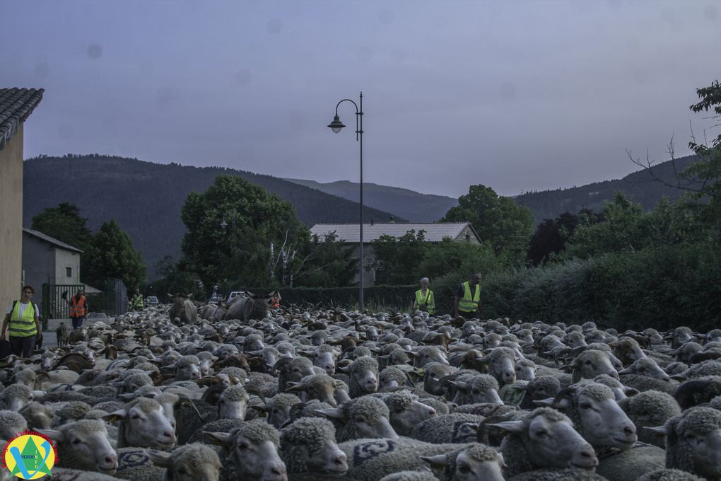 La Mure-Argens  :Passage du troupeau de Patricia Lopez