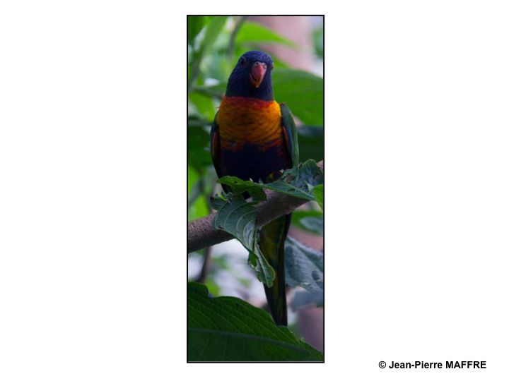 Oiseaux exotiques Des oiseaux de toutes les couleurs dans leur univers d'air, d'eau et de terre.