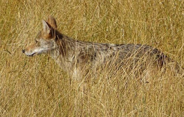 Le chacal doré s’invite en France