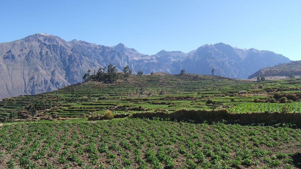 Album - Arequipa et Canyon de Colca