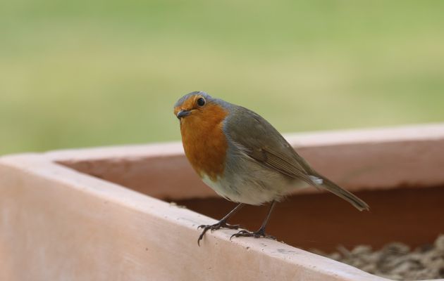 Un tour au jardin - 28 mars 2020