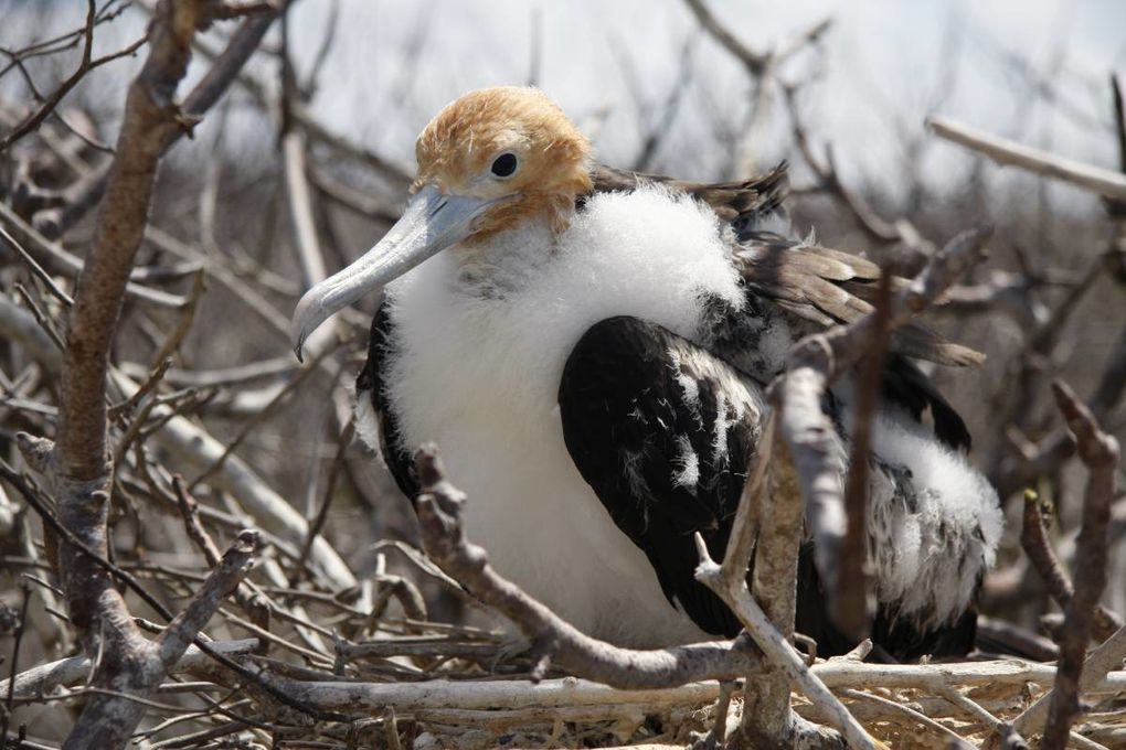 Album de mon deuxième voyage aux îles Galapagos, avec mes parents