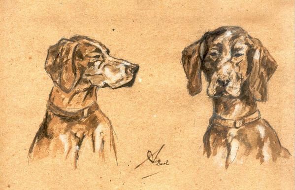 Album - braques et chiens de chasse