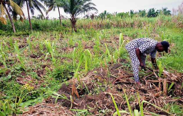 Bénin : les producteurs de cannes à sucre face aux défis de l’urbanisation 