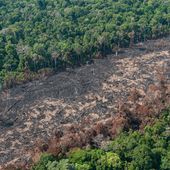 Cómo diferentes formas de extractivismo 'verde' provocan la destrucción de la selva amazónica | Movimiento Mundial por los Bosques Tropicales