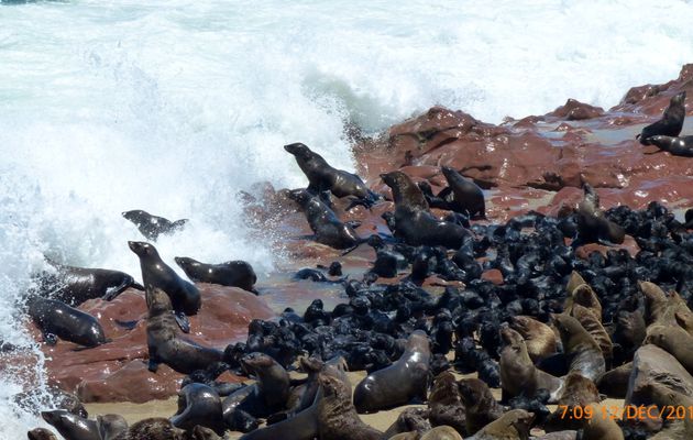 Cap Cross , + de 100000 otaries à fourrures , spectacle étonnant .