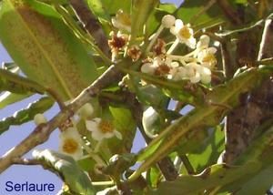 Tout un florilège de fleurs et de fruits de polynesie
Au fil des articles découvrez ou redécouvrez les merveilles que nous offre la nature
