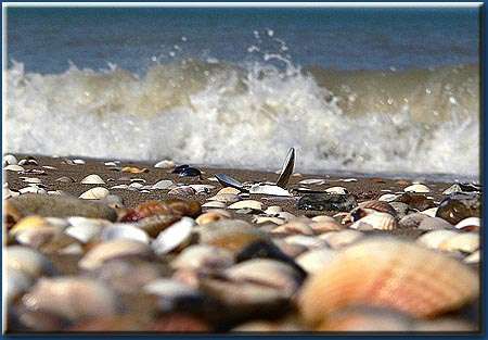 Album - Coquillages et Vagues en Vrac....