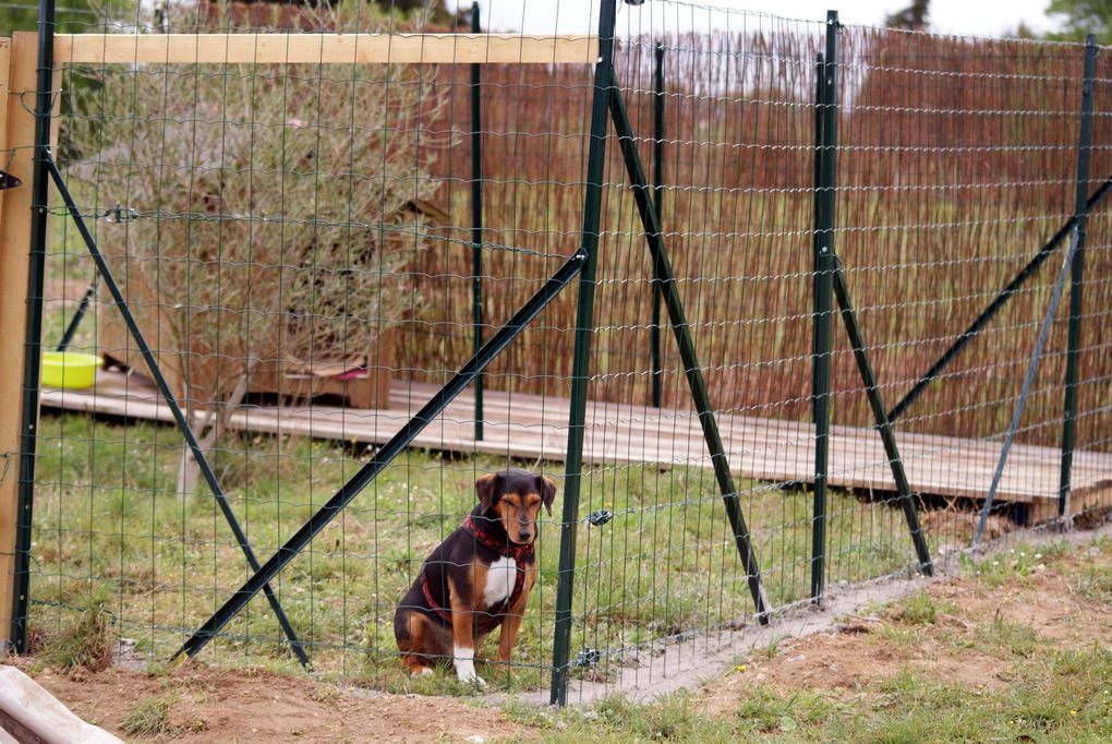 Chiens et chats divers rencontrés ou gardés chez moi... ou en visite !!