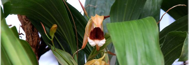 Coelogyne speciosa