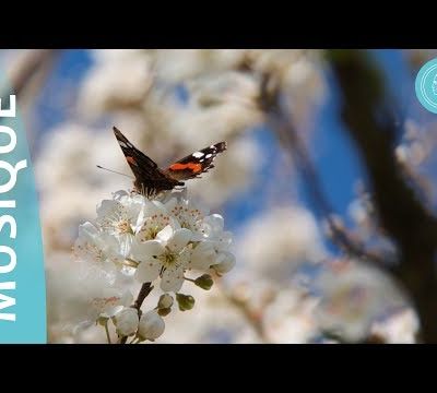 Les quatre éléments de la nature – musique de méditation et photos de la nature