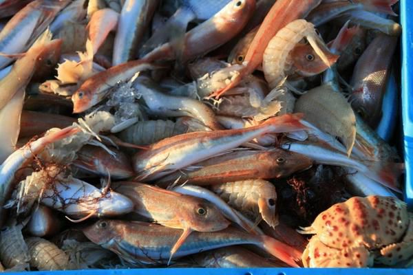 poisson frais en Espagne