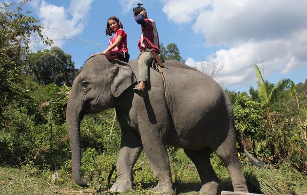 Les éléphants