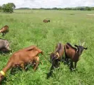 Ce confinement va nous faire devenir chèvres ...