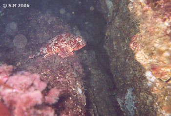 Quelques rencontres sous-marines &eacute;phem&egrave;res. Des rencontres parfois insolites, parfois surprenantes parce que, de temps en temps, sous l'eau, les animaux sont en fait de fausses vraies plantes et de vrais faux animaux. &Agrave; moins que ce ne soit l'inverse ? Ou bien le contraire ?