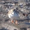 Gros engins et petits oiseaux