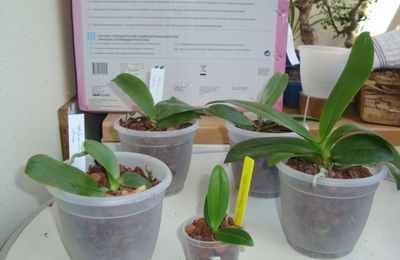 Rempotage Phalaenopsis 2