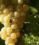 #Pedro Ximénez Producers Argentina Vineyards