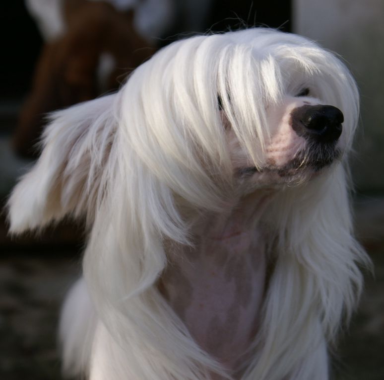 Male chien chinois nue léopard né le 12 02 2009