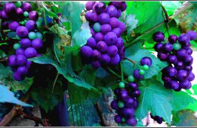 Le raisin - la vigne