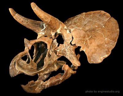 Des fossiles de Triceratops qui intriguent