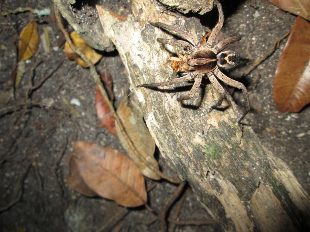 Album - coban-flores-tikal